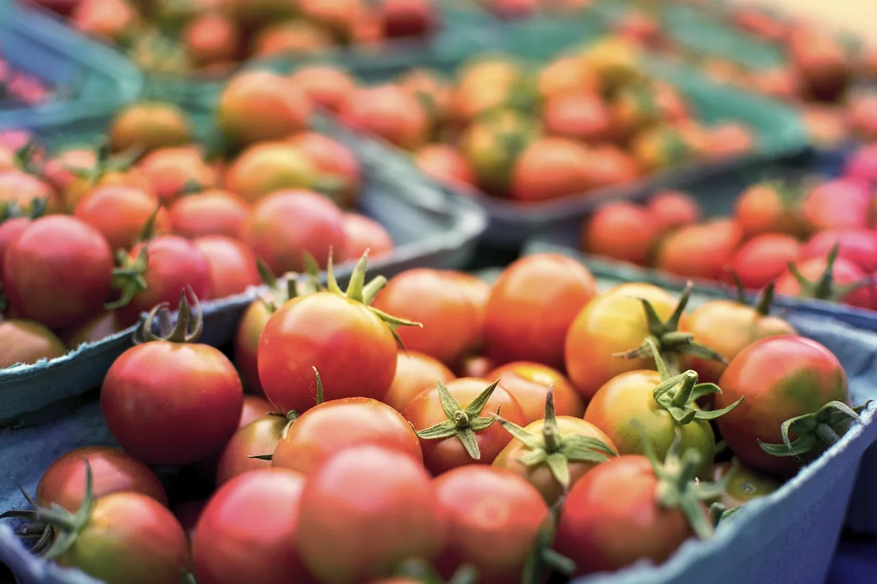 Des cagettes de tomates fraîches au marché
