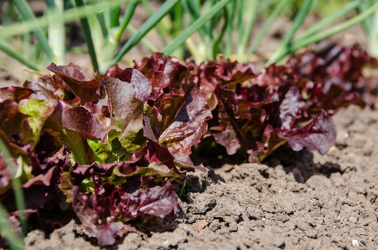 Des salades et des oignons qui poussent dans un potager